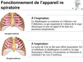 Fonctionnement de l’appareil re
spiratoire
À l’inspiration:
Le diaphragme se contracte et s’abaisse vers
l’abdomen, ce qui augmente le volume de la cage
thoracique et crée un appel d’air dans les
poumons (inspiration).
À l’expiration:
La sortie de l’air se fait sans effort musculaire. En
se relâchant, le diaphragme se soulève, la cage
thoracique s’abaisse, les poumons se rétractent et
refoulent l’air vers l’extérieur.
 