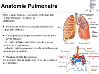 Anatomie Pulmonaire
Dans le corps humain, les poumons sont situés dans
la cage thoracique, au dessus du
diaphragme
 Position: Au nombre de deux, les poumons sont
situés dans le thorax
 Cavité pleurale: Chaque poumon est entouré par la
cavité pleurale
Un feuillet interne, en contact avec le poumon,
nommé plèvre pulmonaire ;
Un feuillet externe, en contact avec la paroi thoracique
, nommé plèvre pariétale.
 Structure globale des poumons:
Les poumons droit et gauche sont reliés par les bronch
es et la trachée.
 