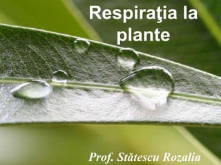 Powerpoint Templates Page 1Powerpoint Templates
Respiraţia la
plante
Prof. Stătescu Rozalia
 