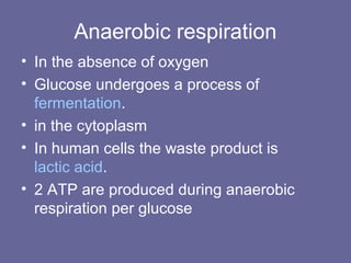 Anaerobic respiration
• In the absence of oxygen
• Glucose undergoes a process of
fermentation.
• in the cytoplasm
• In human cells the waste product is
lactic acid.
• 2 ATP are produced during anaerobic
respiration per glucose
 