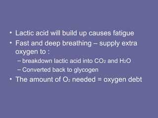 • Lactic acid will build up causes fatigue
• Fast and deep breathing – supply extra
oxygen to :
– breakdown lactic acid into CO2 and H2O
– Converted back to glycogen
• The amount of O2 needed = oxygen debt
 