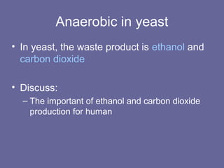 Anaerobic in yeast
• In yeast, the waste product is ethanol and
carbon dioxide
• Discuss:
– The important of ethanol and carbon dioxide
production for human
 