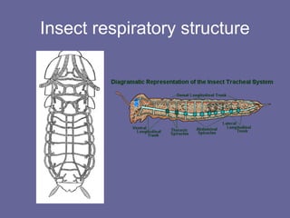 Insect respiratory structure
 