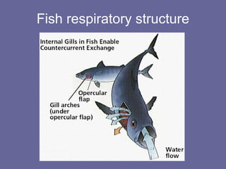 Fish respiratory structure
 
