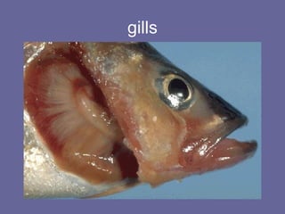 gills
 