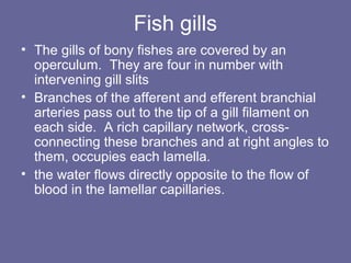Fish gills
• The gills of bony fishes are covered by an
operculum. They are four in number with
intervening gill slits
• Branches of the afferent and efferent branchial
arteries pass out to the tip of a gill filament on
each side. A rich capillary network, cross-
connecting these branches and at right angles to
them, occupies each lamella.
• the water flows directly opposite to the flow of
blood in the lamellar capillaries.
 