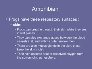 Amphibian
• Frogs have three respiratory surfaces :
– skin:
• Frogs can breathe through their skin while they are
in wet places.
• They can also exchange gases between the blood
vessels in it, and with its outer environment.
• There are also mucus glands in the skin, these
keep the skin moist.
• Their skin absorbs a lot of dissolved oxygen from
the surrounding atmosphere.
 