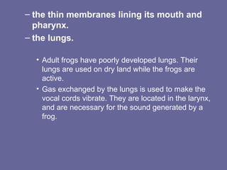– the thin membranes lining its mouth and
pharynx.
– the lungs.
• Adult frogs have poorly developed lungs. Their
lungs are used on dry land while the frogs are
active.
• Gas exchanged by the lungs is used to make the
vocal cords vibrate. They are located in the larynx,
and are necessary for the sound generated by a
frog.
 