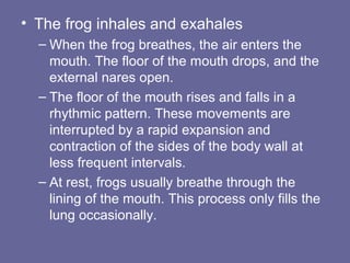 • The frog inhales and exahales
– When the frog breathes, the air enters the
mouth. The floor of the mouth drops, and the
external nares open.
– The floor of the mouth rises and falls in a
rhythmic pattern. These movements are
interrupted by a rapid expansion and
contraction of the sides of the body wall at
less frequent intervals.
– At rest, frogs usually breathe through the
lining of the mouth. This process only fills the
lung occasionally.
 