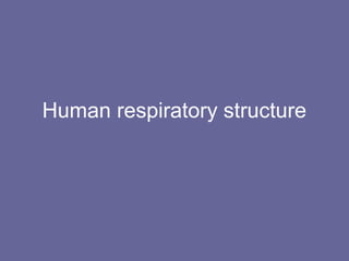 Human respiratory structure
 