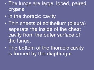 • The lungs are large, lobed, paired
organs
• in the thoracic cavity
• Thin sheets of epithelium (pleura)
separate the inside of the chest
cavity from the outer surface of
the lungs.
• The bottom of the thoracic cavity
is formed by the diaphragm.
 