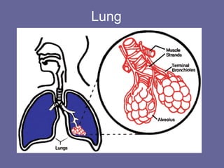 Lung
 