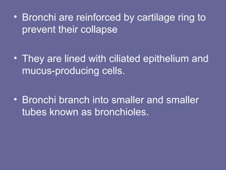 • Bronchi are reinforced by cartilage ring to
prevent their collapse
• They are lined with ciliated epithelium and
mucus-producing cells.
• Bronchi branch into smaller and smaller
tubes known as bronchioles.
 