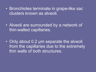 • Bronchioles terminate in grape-like sac
clusters known as alveoli.
• Alveoli are surrounded by a network of
thin-walled capillaries.
• Only about 0.2 µm separate the alveoli
from the capillaries due to the extremely
thin walls of both structures.
 