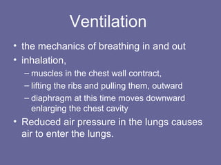 Ventilation
• the mechanics of breathing in and out
• inhalation,
– muscles in the chest wall contract,
– lifting the ribs and pulling them, outward
– diaphragm at this time moves downward
enlarging the chest cavity
• Reduced air pressure in the lungs causes
air to enter the lungs.
 