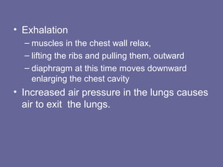 • Exhalation
– muscles in the chest wall relax,
– lifting the ribs and pulling them, outward
– diaphragm at this time moves downward
enlarging the chest cavity
• Increased air pressure in the lungs causes
air to exit the lungs.
 