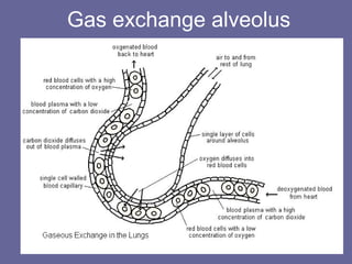 Gas exchange alveolus
 