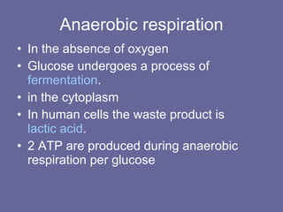 Anaerobic respiration In the absence of oxygen  Glucose undergoes a process of  fermentation .  in the cytoplasm  In human cells the waste product is  lactic acid .  2 ATP are produced during anaerobic respiration per glucose  