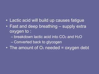 Lactic acid will build up causes fatigue Fast and deep breathing – supply extra oxygen to : breakdown lactic acid into CO 2  and H 2 O Converted back to glycogen The amount of O 2  needed = oxygen debt 