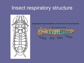 Insect respiratory structure 