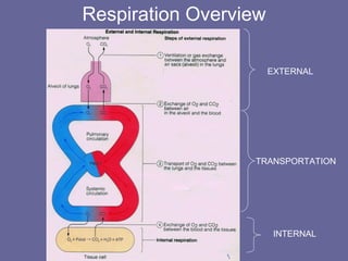Respiration Overview EXTERNAL INTERNAL TRANSPORTATION 