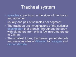 Tracheal system spiracles  - openings on the sides of the thorax and abdomen  usually one pair of spiracles per segment  The tracheae are invaginations of the cuticular  exoskeleton  that branch  throughout the body with diameters from only a few micrometers up to 0.8mm.  The smallest tubes, tracheoles, penetrate cells and serve as sites of  diffusion  for  oxygen  and  carbon dioxide   