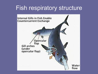 Fish respiratory structure 