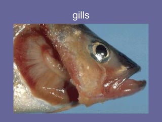 gills 