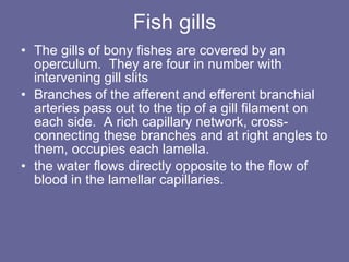 Fish gills The gills of bony fishes are covered by an operculum.  They are four in number with intervening gill slits  Branches of the afferent and efferent branchial arteries pass out to the tip of a gill filament on each side.  A rich capillary network, cross-connecting these branches and at right angles to them, occupies each lamella.  the water flows directly opposite to the flow of blood in the lamellar capillaries.   