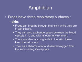 Amphibian  Frogs have three respiratory surfaces : skin :  Frogs can breathe through their skin while they are in wet places.  They can also exchange gases between the blood vessels in it, and with its outer environment.  There are also mucus glands in the skin, these keep the skin moist.  Their skin absorbs a lot of dissolved oxygen from the surrounding atmosphere. 