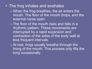 The frog inhales and exahales When the frog breathes, the air enters the mouth. The floor of the mouth drops, and the external nares open.  The floor of the mouth rises and falls in a rhythmic pattern. These movements are interrupted by a rapid expansion and contraction of the sides of the body wall at less frequent intervals.  At rest, frogs usually breathe through the lining of the mouth. This process only fills the lung occasionally.  