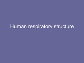 Human respiratory structure 