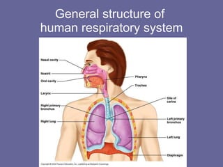 General structure of  human respiratory system 