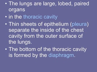 The lungs are large, lobed, paired organs in the  thoracic cavity Thin sheets of epithelium ( pleura ) separate the inside of the chest cavity from the outer surface of the lungs.  The bottom of the thoracic cavity is formed by the  diaphragm .  