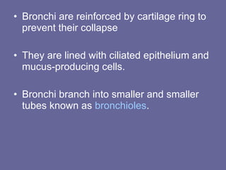 Bronchi are reinforced by cartilage ring to prevent their collapse  They are lined with ciliated epithelium and mucus-producing cells.  Bronchi branch into smaller and smaller tubes known as  bronchioles .  