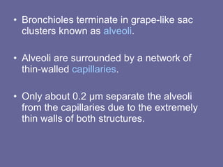 Bronchioles terminate in grape-like sac clusters known as  alveoli .  Alveoli are surrounded by a network of thin-walled  capillaries .  Only about 0.2 µm separate the alveoli from the capillaries due to the extremely thin walls of both structures.  