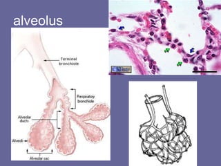 alveolus 