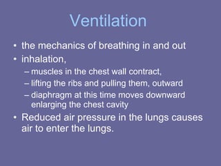 Ventilation   the mechanics of breathing in and out  inhalation,  muscles in the chest wall contract,  lifting the ribs and pulling them, outward  diaphragm at this time moves downward enlarging the chest cavity  Reduced air pressure in the lungs causes air to enter the lungs.  