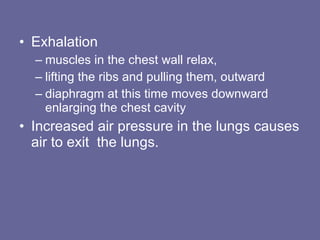 Exhalation  muscles in the chest wall relax,  lifting the ribs and pulling them, outward  diaphragm at this time moves downward enlarging the chest cavity  Increased air pressure in the lungs causes air to exit  the lungs. 