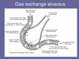 Gas exchange alveolus 