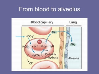 From blood to alveolus 