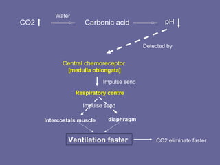 CO2  Water  Carbonic acid   pH  Central chemoreceptor   [medulla oblongata] Respiratory centre   Intercostals muscle   diaphragm Ventilation faster  CO2 eliminate faster Detected by Impulse send Impulse send 
