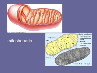 mitochondria 
