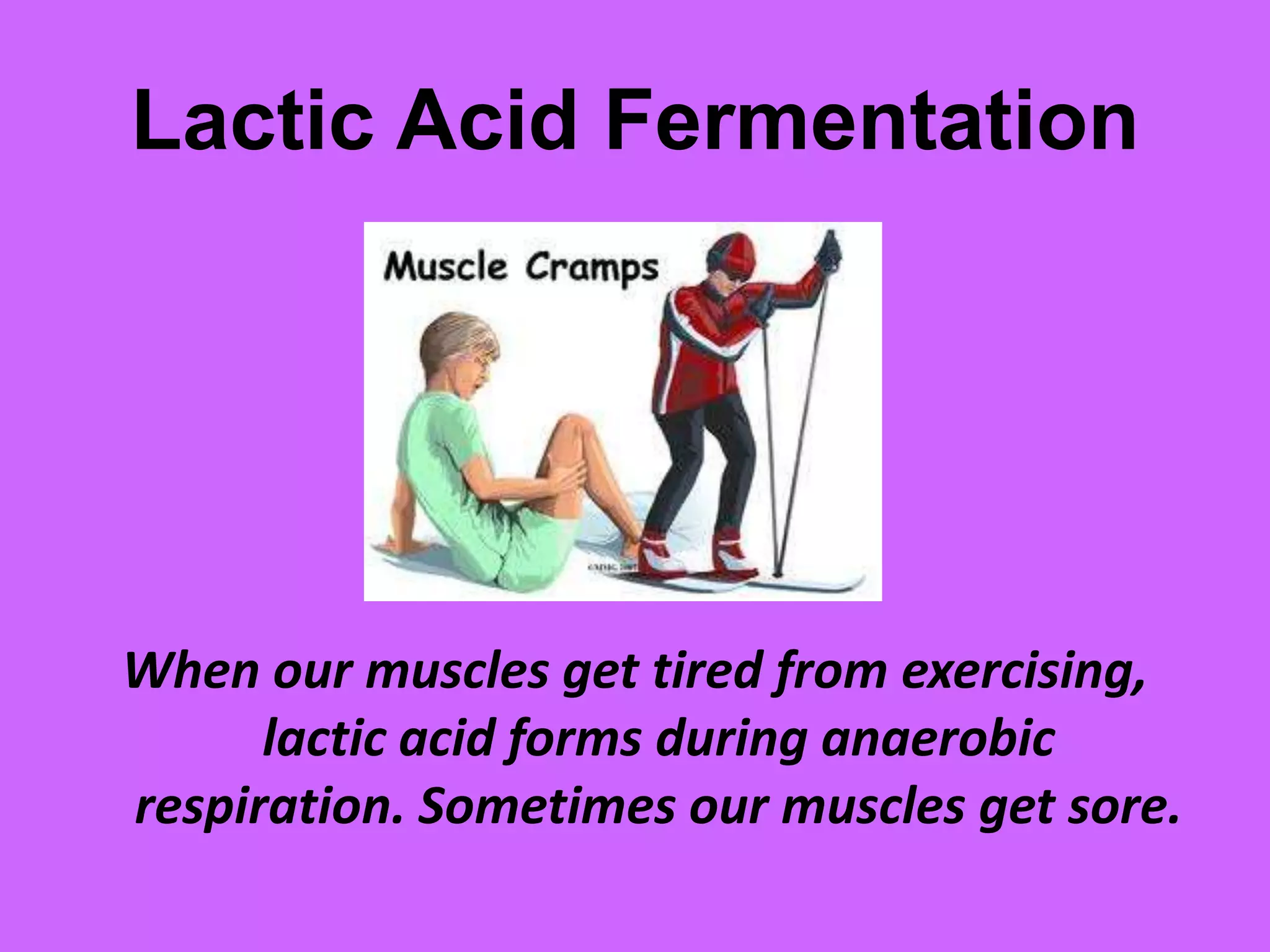 Lactic Acid FermentationWhen our muscles get tired from exercising, lactic acid forms during anaerobic respiration. Sometimes our muscles get sore.