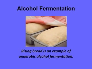 Alcohol FermentationRising bread is an example of anaerobic alcohol fermentation.