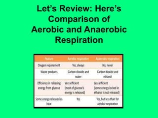 Let’s Review: Here’sComparison ofAerobic and Anaerobic Respiration