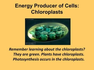 Energy Producer of Cells: ChloroplastsRemember learning about the chloroplasts? They are green. Plants have chloroplasts. Photosynthesis occurs in the chloroplasts.