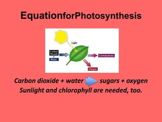 EquationforPhotosynthesisCarbon dioxide + water          sugars + oxygenSunlight and chlorophyll are needed, too.