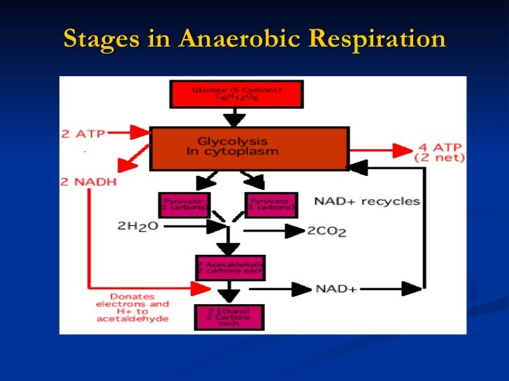 Stages Of Anaerobic Respiration