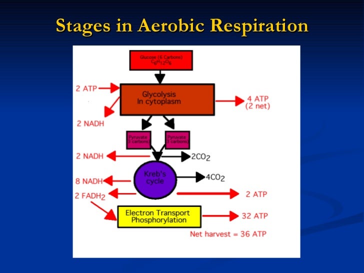 Aerobic Respiration Flow Chart